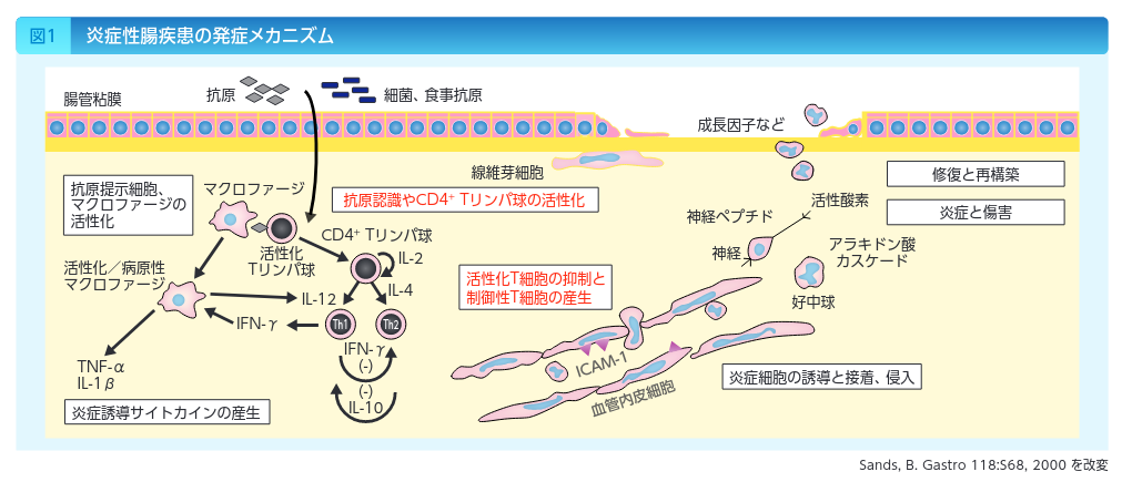 生物学的製剤はどのくらいの期間服用できますか?